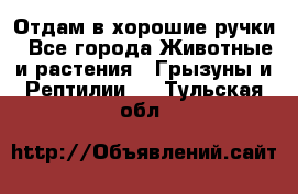 Отдам в хорошие ручки - Все города Животные и растения » Грызуны и Рептилии   . Тульская обл.